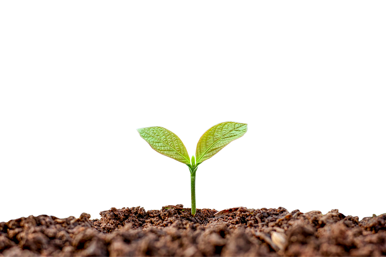 Planta y suelo
